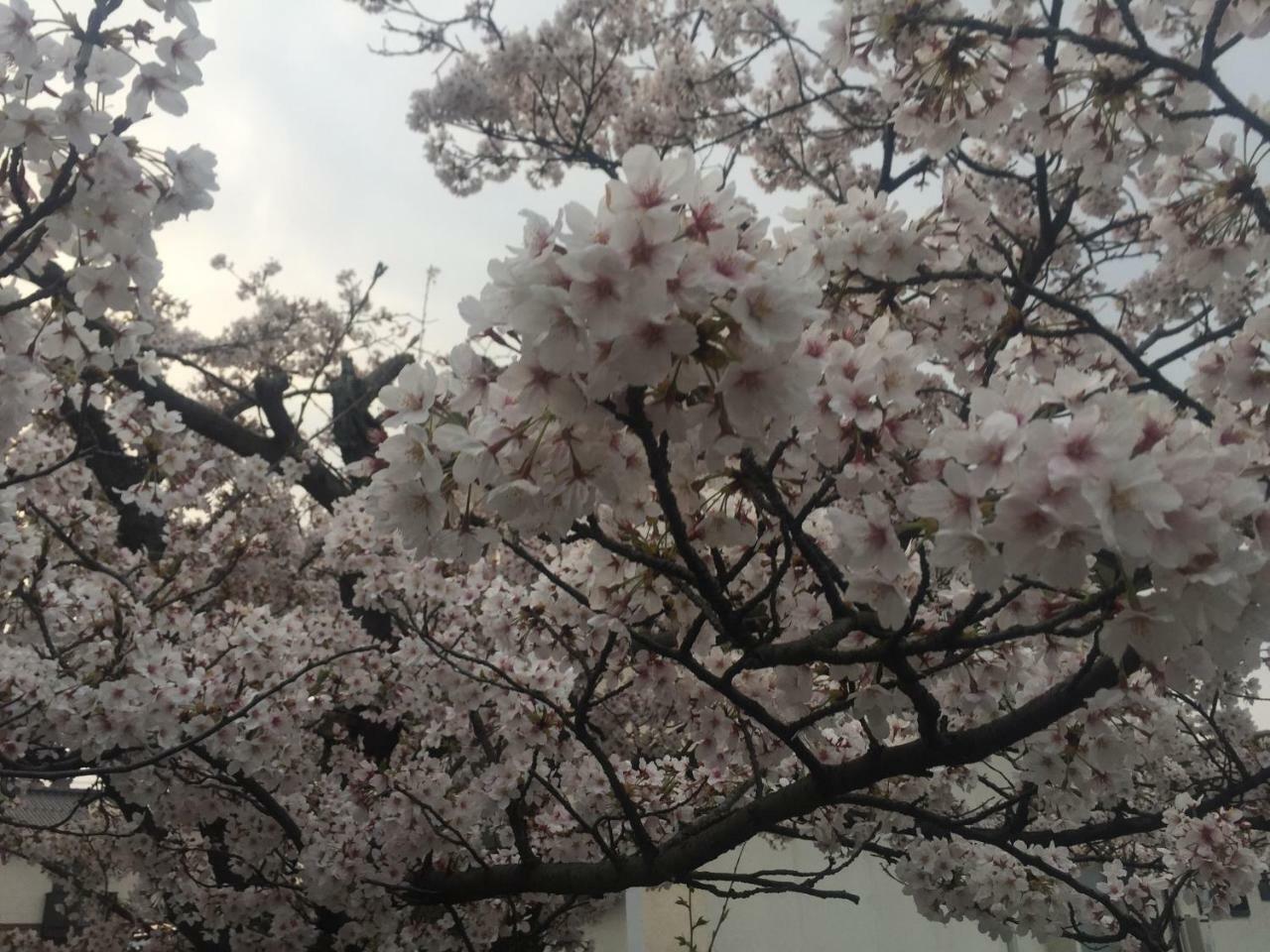 Guest House Daisho Oshiro Asobi Matsue Bagian luar foto